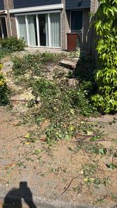 Tuin