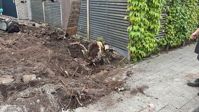 Tuin